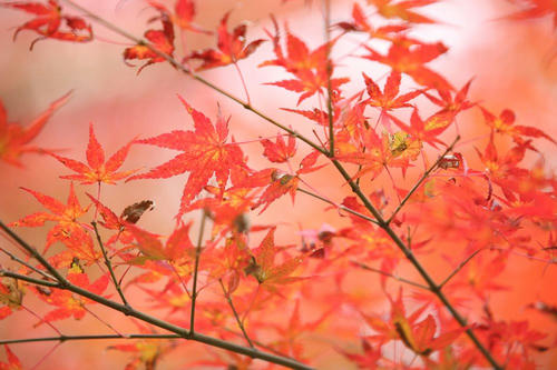 20091125-01.jpg