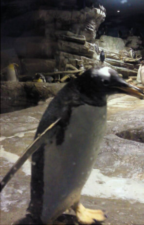 奥のペンギンはおねむ