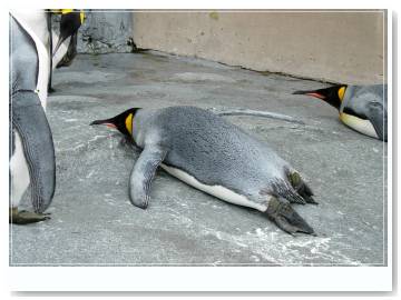 penguin.jpg