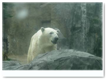 whitebear001.jpg