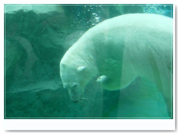 whitebear002.jpg
