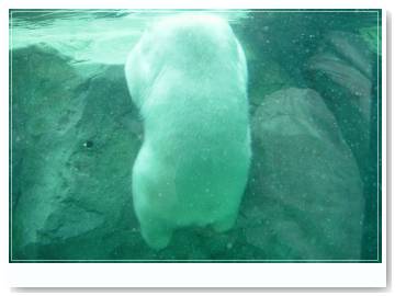 whitebear003.jpg