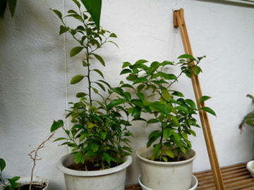 20120514ponkan03.jpg