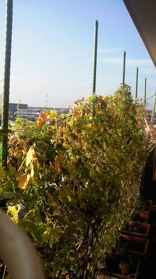 NEC_2921.JPG