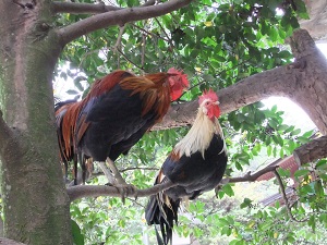 石上神宮の鶏①