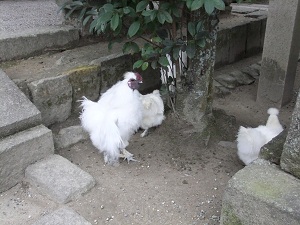 石上神宮の鶏②