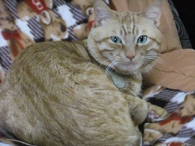 とらちゃ～ん①