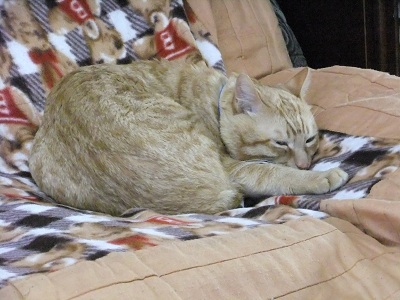 とらちゃ～ん②