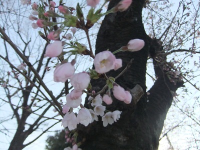 桜　三分咲きくらい？