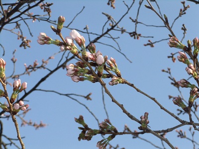 桜のつぼみ