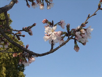 桜と青空