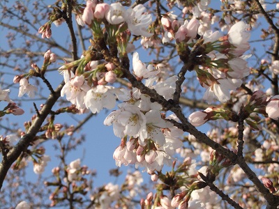 やっぱり五分咲き～