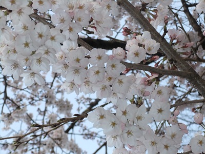 満開の桜①