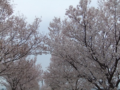 満開の桜①