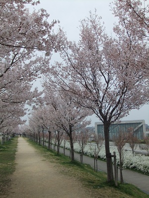 満開の桜②