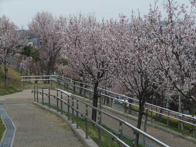 満開の桜③
