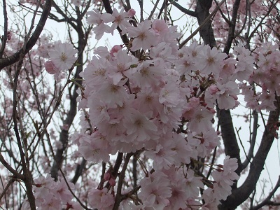 満開の桜④