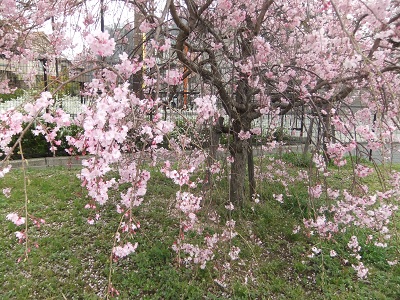 枝垂桜？
