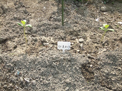 ヒマワリ3日目①