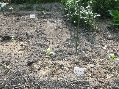 ヒマワリ3日目②