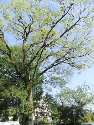 大和神社の大木