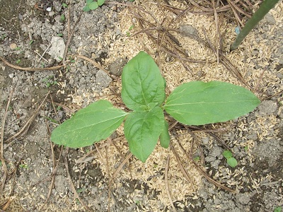5/1のひまわり②
