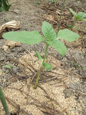 5/1のひまわり①