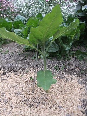 ひまわり　5/8撮影