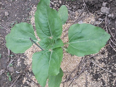 ひまわり　5/8撮影