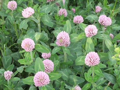 ムラサキツメグサ