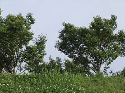 土手に咲くシロツメグサ