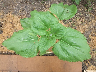 5/15のひまわり　上から