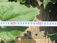 5/16撮影のひまわり①