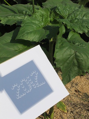 ひまわりの前で