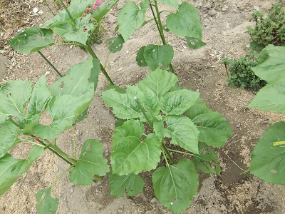 5/23撮影のひまわり