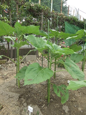 5/23撮影のひまわり②