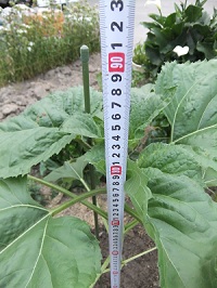 5/23 ひまわりの高さ