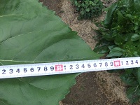 5/23 ひまわりの幅？