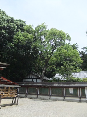 石上神宮　境内