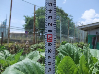 6/6のひまわり　高さ