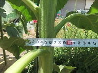 6/6のひまわり　太さ