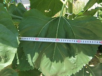 6/6のひまわり　葉っぱの大きさ