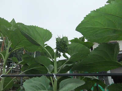 6/13のひまわり　蕾