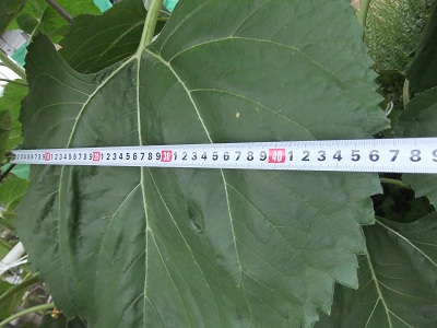 6/13　ひまわりの葉っぱ