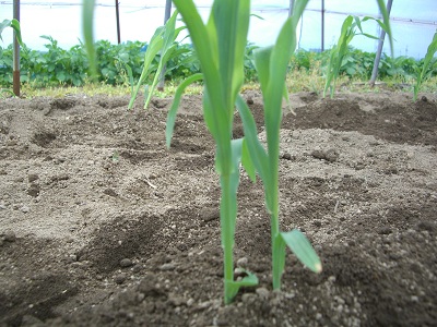 スィートコーンの苗