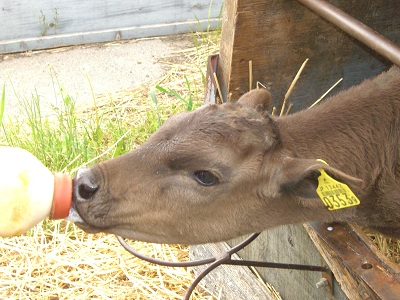 仔牛にお乳をあげてます