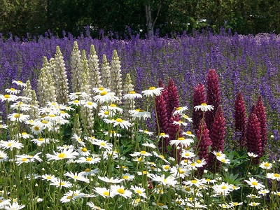 ファーム富田の花