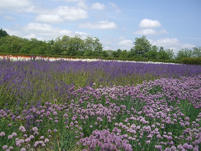 ファーム富田の花②