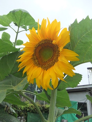 ひまわり 咲きました
