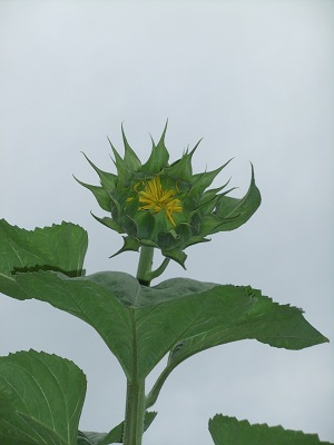 6/19のひまわり　次の蕾
